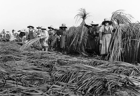 Breve Storia della Canapa: La coltivazione della canapa in Italia