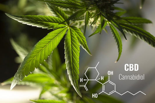 La cannabis e il Covid