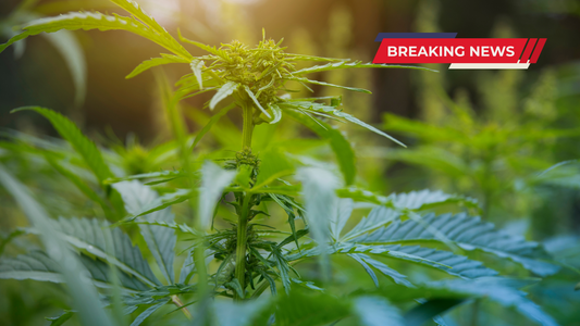 Le ultime novità in Ue: La legalizzazione in Germania. E in Italia?