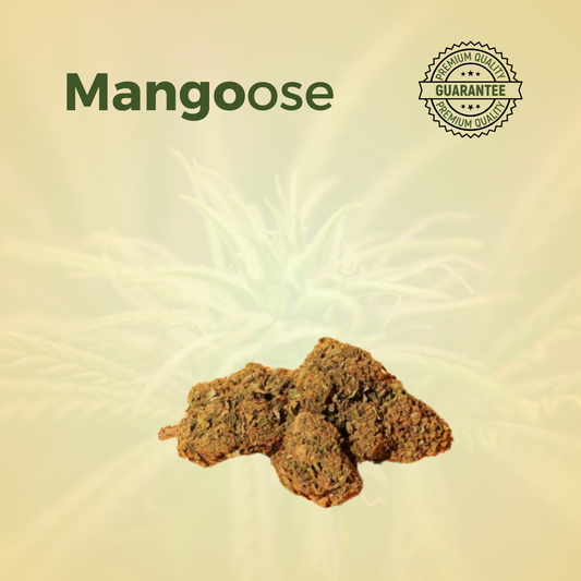 fiore canapa Mango cannabis light