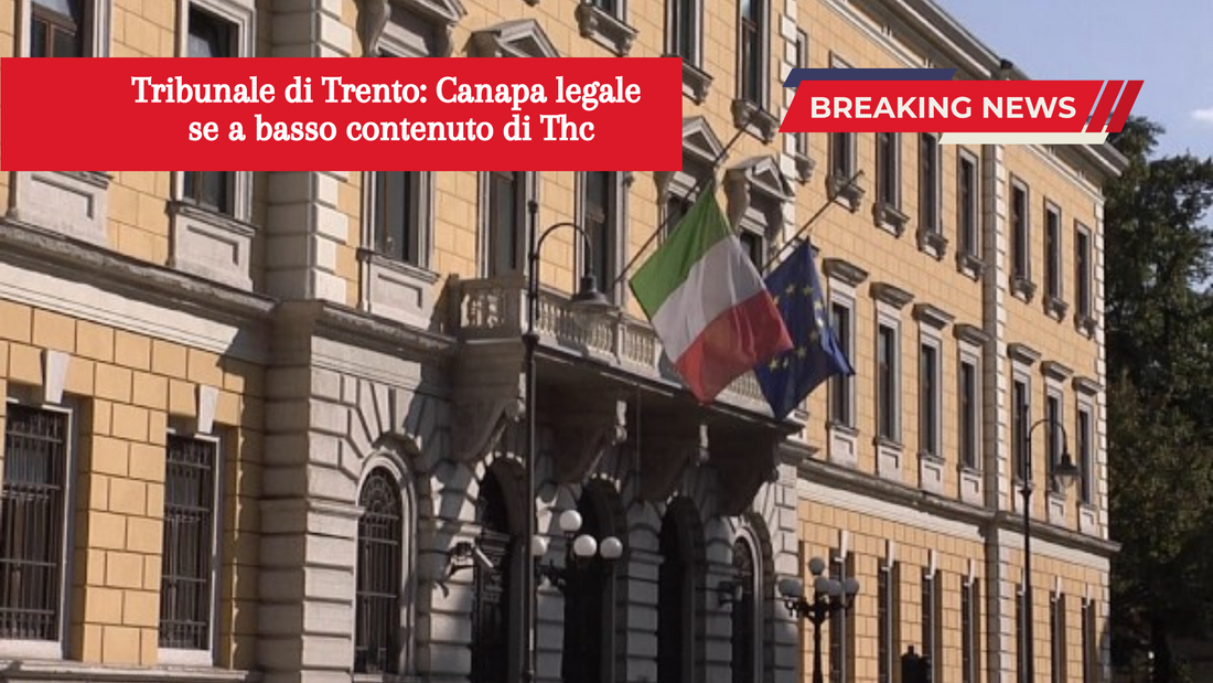 Tribunale di Trento: Cannabis legale se a basso contenuto di Thc