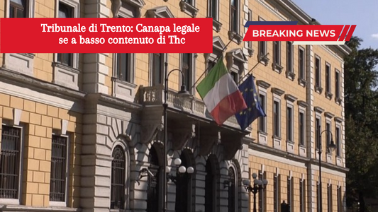 Tribunale di Trento: Cannabis legale se a basso contenuto di Thc